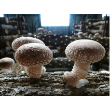 Мицелий Шиитаке штамм 370 (Lentinula edodes)